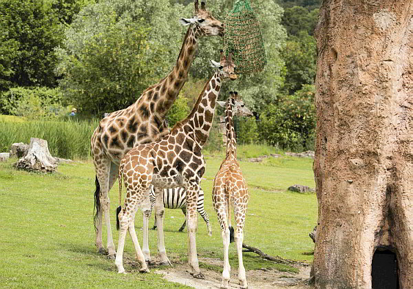 Forschung im Opel-Zoo - Giraffen