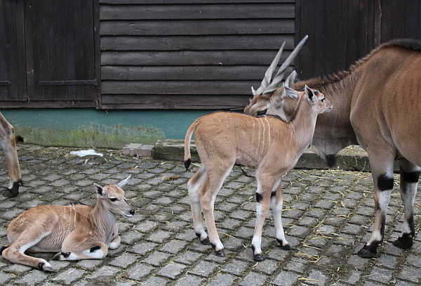 Schwergewichtiger Nachwuchs im Opel-Zoo