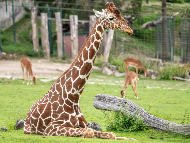 Schlafverhalten der Giraffen