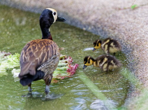 41-Witwenpfeifgans-juv-2024-08-08_Opel-Zoo.jpg