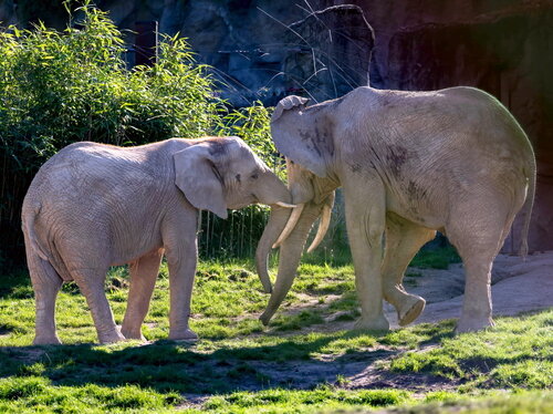 Tierische Beziehungen