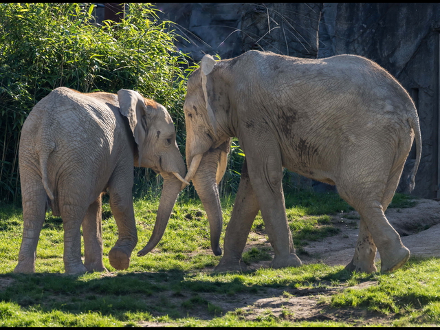 Forschung im Zoo: Nächtliches Verhalten von Elefant & Co.