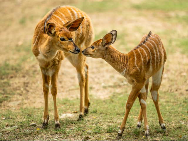 44-Tiefland-Nyala-juv-2024-09-06-HD-3.jpg