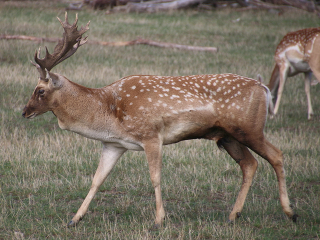 47-Mesopotamischer Damhirsch.jpg