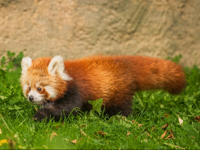 Jungtier bei den Roten Pandas