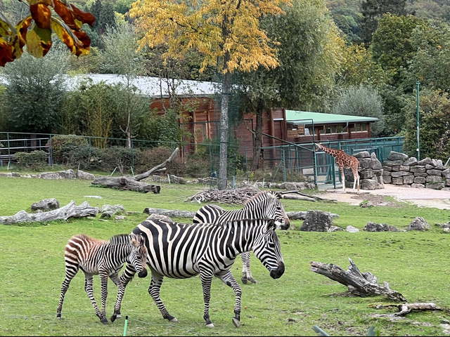 Jungtier bei den Böhmzebras