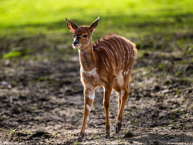 Nachwuchs bei den Tiefland-Nyalas